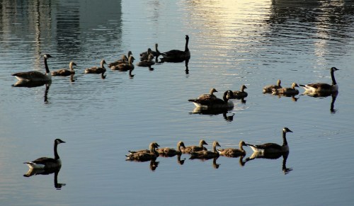A group of ducks and geese swimming peacefully in a calm, reflective body of water.