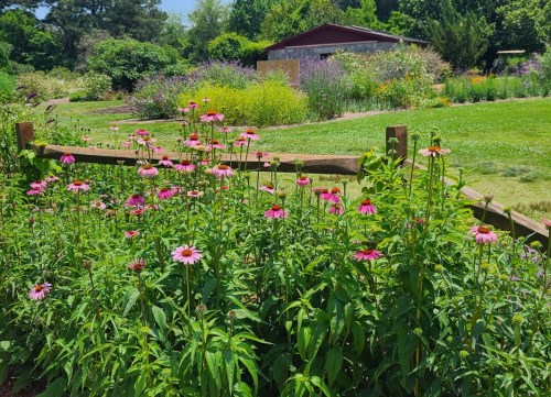 A vibrant garden scene featuring pink coneflowers in the foreground and a lush, green landscape in the background.