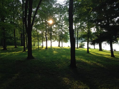 Sunlight filters through trees in a serene forest, casting shadows on the grassy ground near a calm lake.