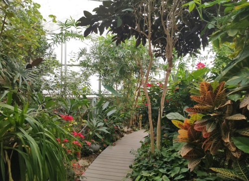 A lush indoor garden with a wooden path surrounded by vibrant plants and flowers under a glass ceiling.