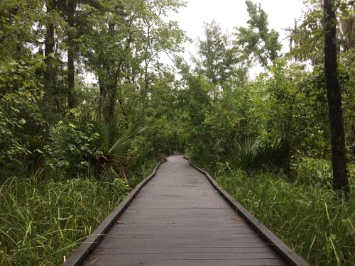 A wooden boardwalk winding through a lush, green forest with dense trees and underbrush on either side.