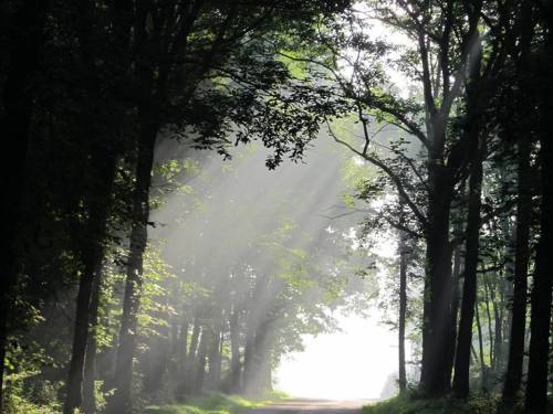 A misty forest path with sunlight streaming through the trees, creating a serene and tranquil atmosphere.