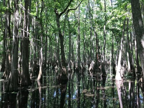 A serene swamp scene with tall trees rising from dark, reflective water, surrounded by lush green foliage.