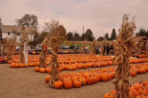 A pumpkin patch with rows of pumpkins and corn stalks, people browsing in the background under a cloudy sky.