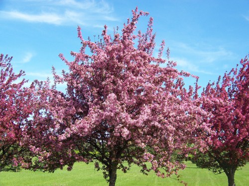 A vibrant pink flowering tree against a clear blue sky, surrounded by green grass.