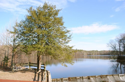 A serene lake scene with a tree, blue sky, and calm water reflecting the surrounding landscape.