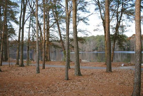 A serene lakeside scene with tall trees, a path, and fallen leaves, reflecting calm water in the background.