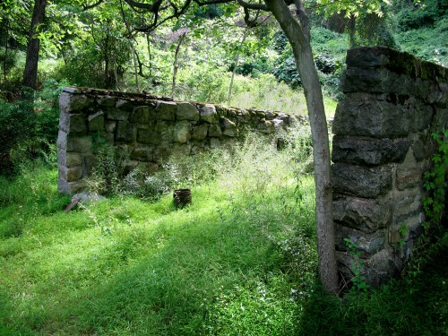 Overgrown stone walls in a lush green forest, surrounded by trees and tall grass.