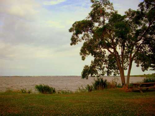 A serene lakeside view with a large tree, grassy area, and calm water under a cloudy sky.