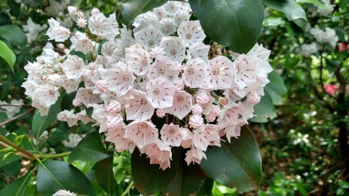 A cluster of white and pink flowers surrounded by green leaves in a lush garden setting.