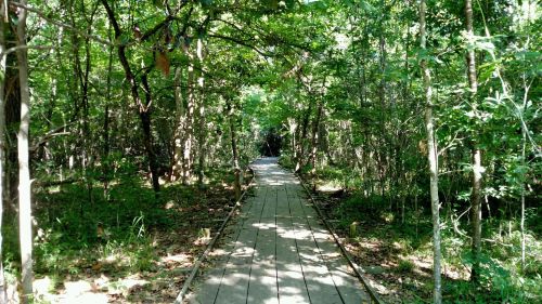 A wooden pathway leads through a lush, green forest with dense trees on either side.