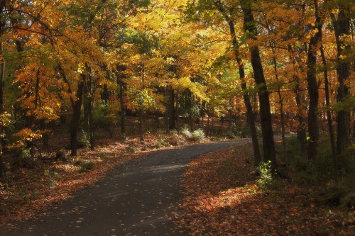 A winding path through a forest with vibrant autumn leaves in shades of orange and yellow.