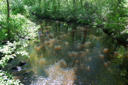 A serene forest stream reflecting greenery, with gentle ripples and rocks visible beneath the water's surface.