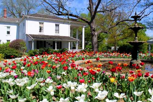 A white house surrounded by vibrant tulips in various colors and a fountain in a garden on a sunny day.