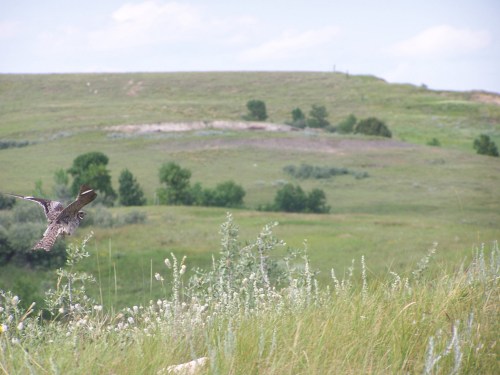 A bird in flight over a grassy landscape with rolling hills and sparse trees under a blue sky.