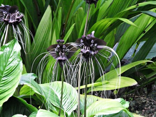 Two unique dark flowers with long, thin white filaments, surrounded by lush green leaves.