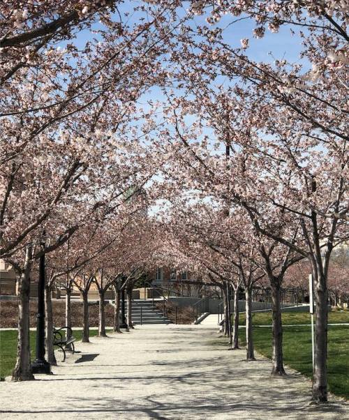 A serene pathway lined with blooming cherry blossom trees under a clear blue sky.