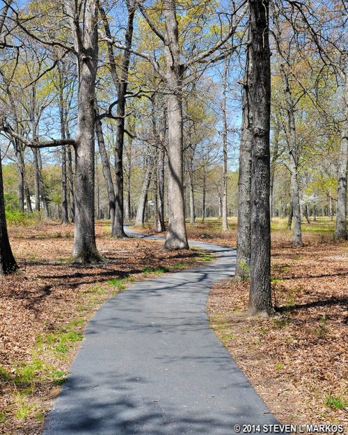 A winding path through a wooded area with tall trees and fresh green leaves under a clear blue sky.