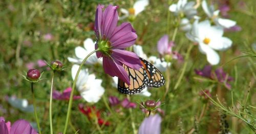 A butterfly perched on a pink flower amidst a colorful field of blooming wildflowers.