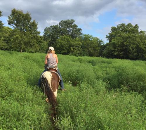 A person riding a horse through a lush green field under a partly cloudy sky.