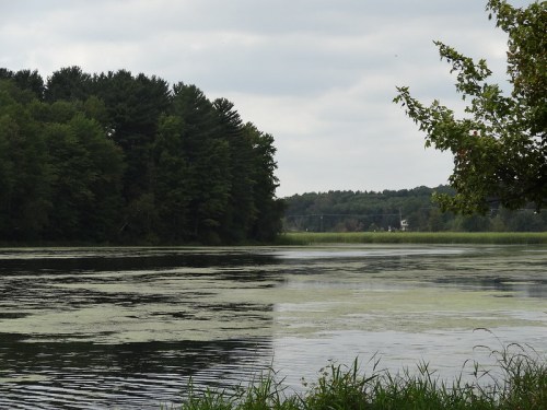A calm lake surrounded by lush green trees under a cloudy sky, with algae visible on the water's surface.