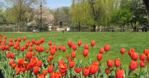 Vibrant red tulips in the foreground with a lush green park and a serene pond in the background on a sunny day.