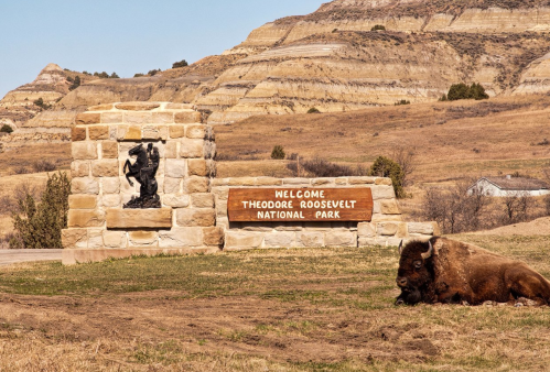 A bison rests near the entrance sign of Theodore Roosevelt National Park, with rolling hills in the background.