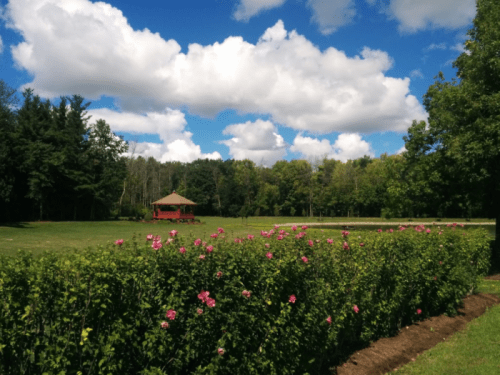 A lush green field with a gazebo in the background, surrounded by blooming pink roses and fluffy white clouds.