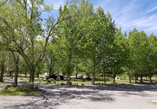 A serene campsite surrounded by lush green trees and a clear blue sky, with tents and RVs in the background.
