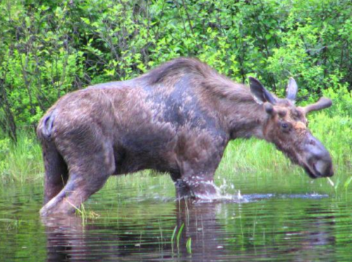 A moose wading through shallow water surrounded by lush green vegetation.