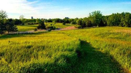 A scenic view of a lush green field with a winding path, trees, and a clear blue sky in the background.