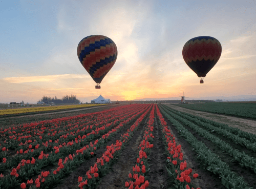 Two hot air balloons float above vibrant tulip fields at sunset, with a colorful sky in the background.