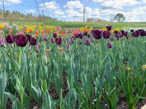 A vibrant field of tulips in various colors, with purple blooms in the foreground and a blue sky above.
