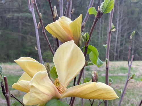 Close-up of yellow magnolia flowers on branches, with green leaves and a blurred natural background.