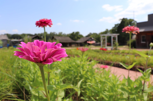 A vibrant pink flower stands tall in a lush garden, with more flowers and a blue sky in the background.