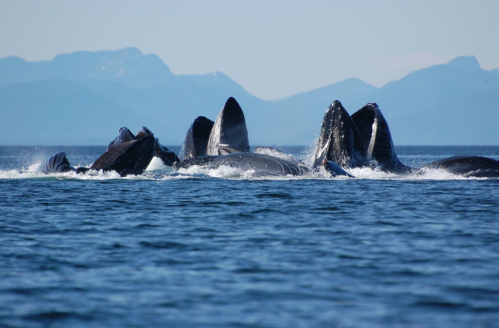 A group of whales breaching the water's surface, with mountains in the background and a clear blue sky.