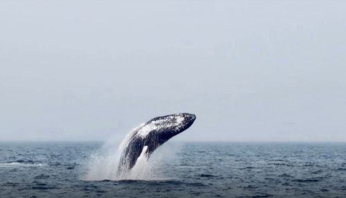 A gray whale breaches the surface of the ocean, creating a splash against a misty backdrop.
