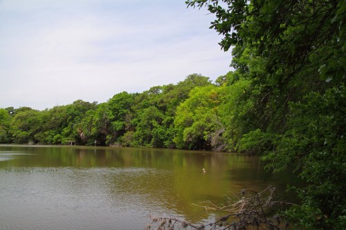 A serene lake surrounded by lush green trees under a cloudy sky, with a small bird visible on the water's surface.