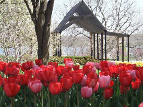 A vibrant garden with red and pink tulips in the foreground and a wooden structure surrounded by trees in the background.