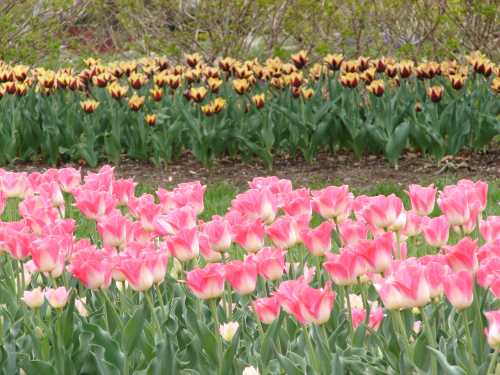 A vibrant garden featuring pink and yellow tulips in full bloom, surrounded by lush green leaves.