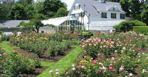 A vibrant garden filled with colorful roses, featuring a greenhouse and a charming house in the background.