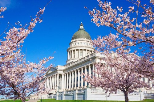 Cherry blossoms frame a grand building with a dome against a clear blue sky.