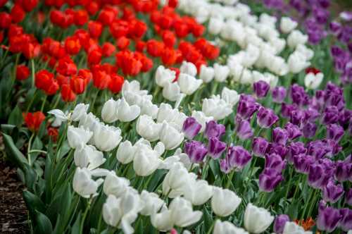 A vibrant garden featuring rows of red, white, purple, and lavender tulips in full bloom.