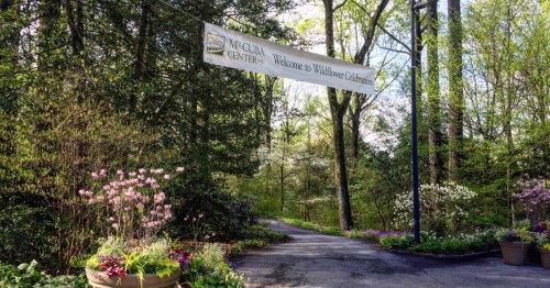A sign reading "Welcome to Wildflower Cabin" hangs over a tree-lined path adorned with blooming flowers.