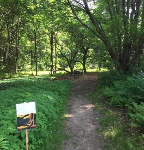 A serene forest path surrounded by lush greenery and trees, with an informational sign in the foreground.