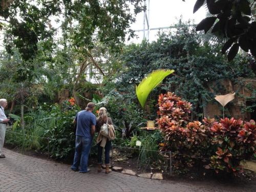 A couple admires lush greenery and vibrant plants in a tropical garden setting.