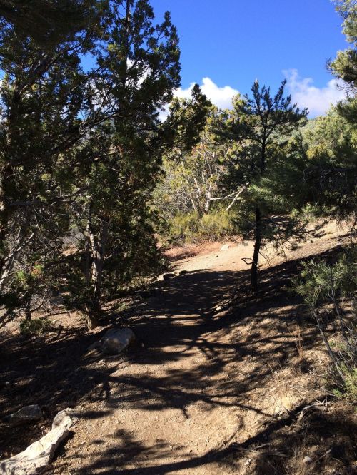 A narrow dirt path winding through a forest with trees and blue sky in the background.