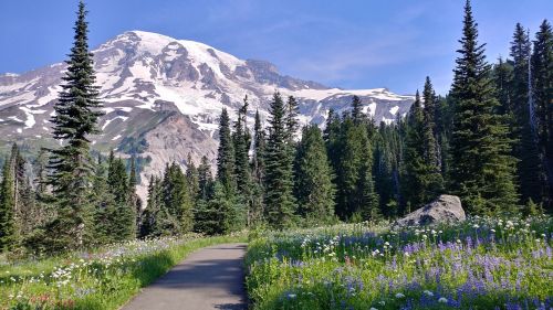 A scenic path through a lush forest with wildflowers, leading to a snow-capped mountain under a clear blue sky.