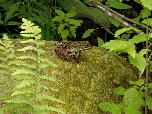 A frog sits on a mossy rock surrounded by lush green ferns and foliage in a forest setting.