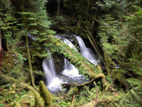 A serene forest scene featuring a waterfall cascading over moss-covered rocks, surrounded by lush greenery.